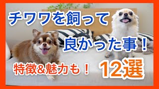 特徴 魅力 性格 ロングコートチワワ 犬 を飼って良かった事12選 犬を飼うことを検討してる方 犬種を迷ってる方 癒されたい方にオススメ チワワを飼う前にチェックしてね Youtube 特徴 魅力 性格 ロングコートチワワ 犬 を飼って良かった事12選 犬を飼うことを検討してる方 犬種を迷ってる方 癒されたい方にオススメ チワワを飼う前にチェックしてね Youtube