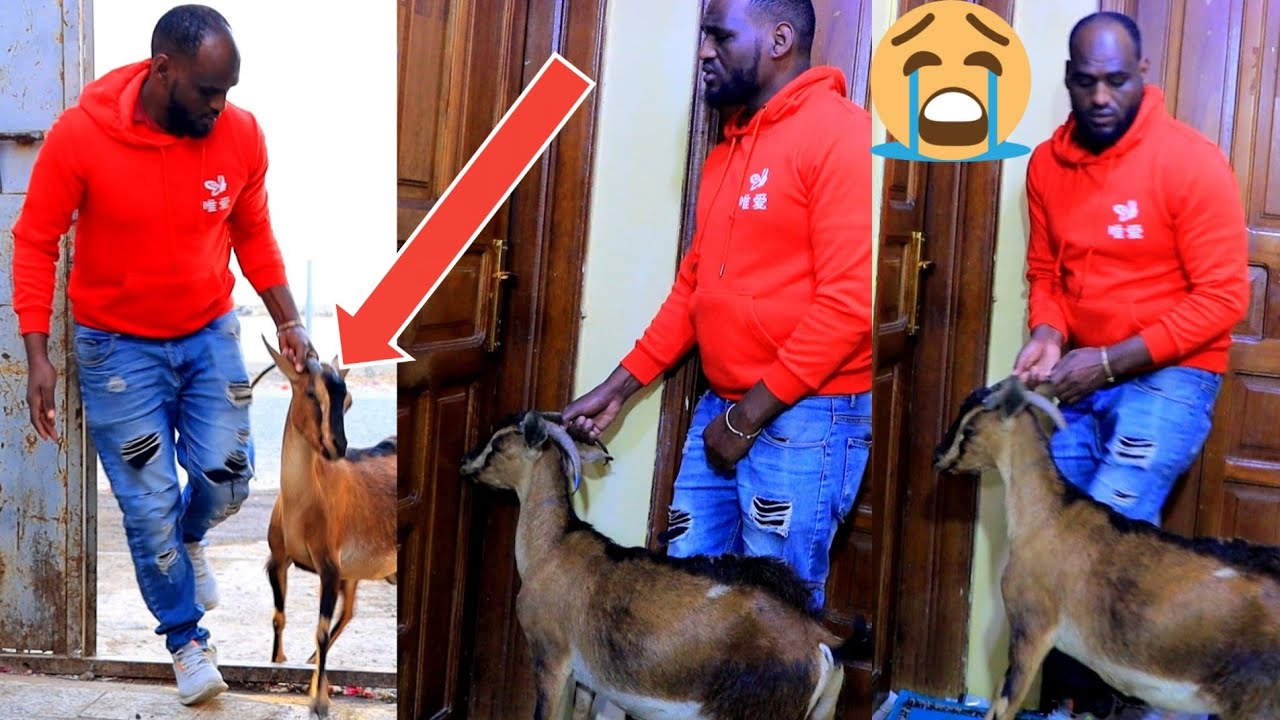 🛑😳congratul hajjiin re'ee qaleefii caaltuun wolitti deeban anatu balleesse jedheenii caaltuun didde