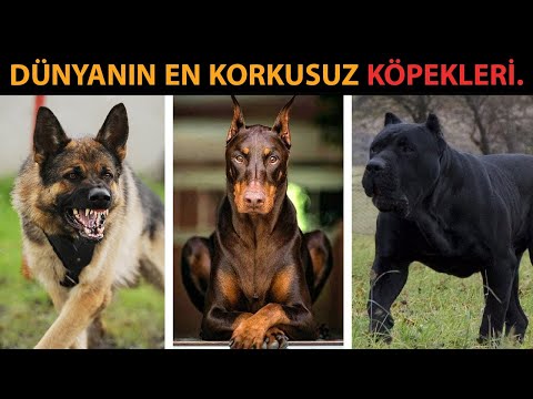 Video: İlişkili Olduğunuz Bilmediğiniz 10 Köpek Irkları