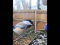 Calm bird feeder cam #blackcapedchickadees #tuftedtitmice #birds #calm #peaceful #winterbirds