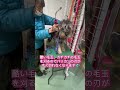 【ペット里親会】緊急レスキュー　１歳のシュナウザー