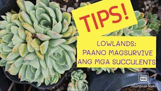 Paano Mag SURVIVE at MABUHAY ang mga SUCCULENTS  Sa LOWLANDS? #lowlandcare #succulents