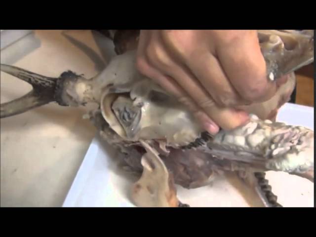 動物14 鹿の骨格標本を作る 頭の肉取り編 Making Of Skeletal Specimen Of Dear もりぞう Youtube 動物14 鹿の骨格標本を作る 頭の肉取り編 Making Of Skeletal Specimen Of Dear もりぞう Youtube