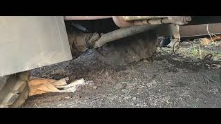 видео: ЗИЛ 130 на арочных колёсах. картинка: ЗИЛ 130 на арочных колёсах.