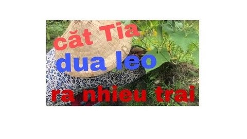 Chia sẻ tỉa lá cắt ngọn dưa leo ra trái nhiều đơn giản dễ làm. Nhí trương rau