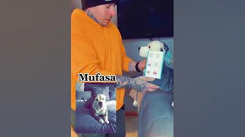 Man's Emotional Reaction to Plushie of Dog Mufasa | Petsies©