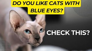 Blue Eyes That Will Steal Your Heart 💙 by Royal Animals 👑 826 views 8 months ago 1 minute, 1 second