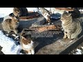 Смотреть всем Выживание кошек в Сибири help survive homeless cats