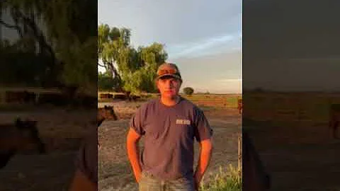 Ty Henson steer raising interview 2020