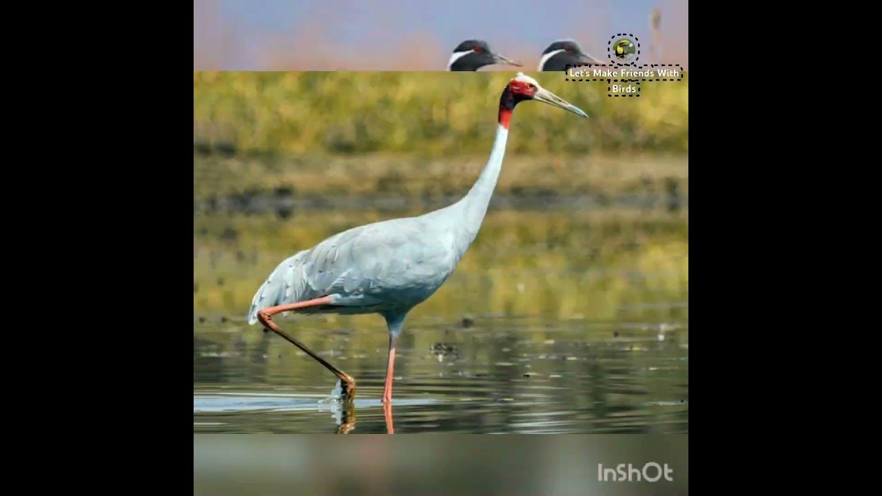 new-bird-information-in-marathi-demoiselle-crane-let