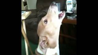 Italian greyhound sings