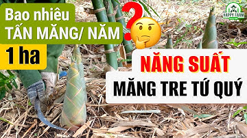 NĂNG SUẤT MĂNG TRE TỨ QUÝ | 5 SAI LẦM LÀM GIẢM SẢN LƯỢNG MĂNG | NÔNG TRẠI HẠNH PHÚC