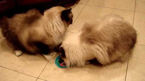 Ragdoll Cats Play with Colorado Catnip Jake - ねこ - ラグドール - Floppycats