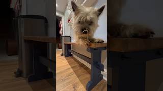 Cairn Terrier dog does his own spaghetti challenge