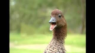 duck sing sound effects / ringtone - bebek bernyanyi lucu