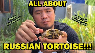 ALL ABOUT RUSSIAN TORTOISE!! // SEMUA TENTANG RUSSIAN TORTOISE!! #RUSSIANTORTOISE #TORTOISE