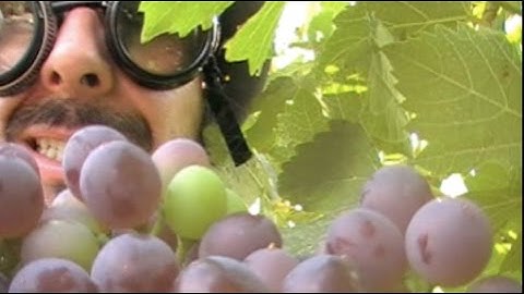 Veraison in the vineyards!