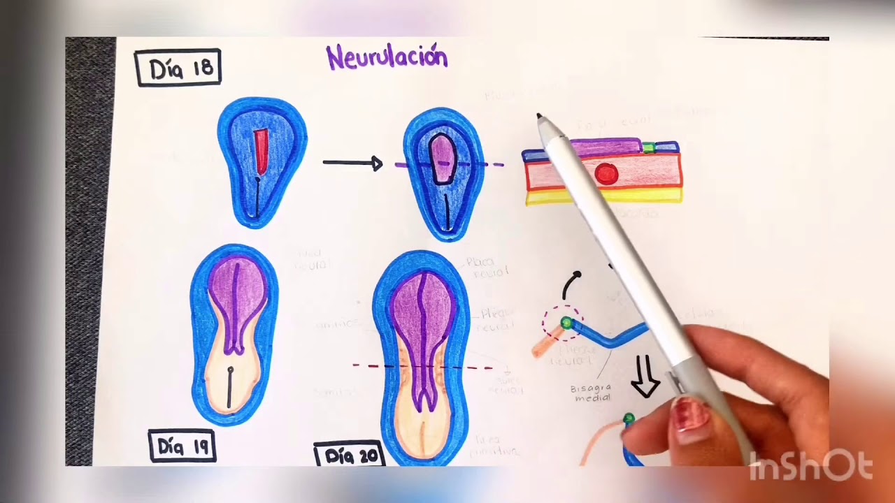Tercera semana de gestación | Neurulación, gastrulación y notocorda