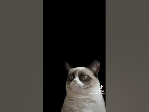 Cat clicking - YouTube
