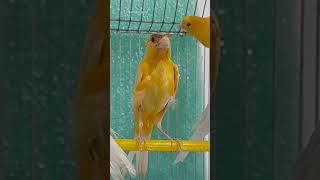 🪶💛 #kenari #birds #bird #canary #lovebirds #canarias #chirping #singing #sings #canario #canarios