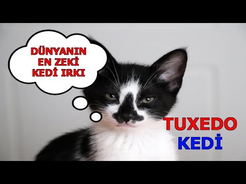 Video: Smokin Kedi İsimleri