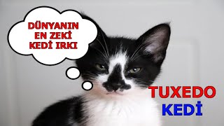 Tuxedo Kedi Ve Ozellikleri Smokin Kedi Youtube