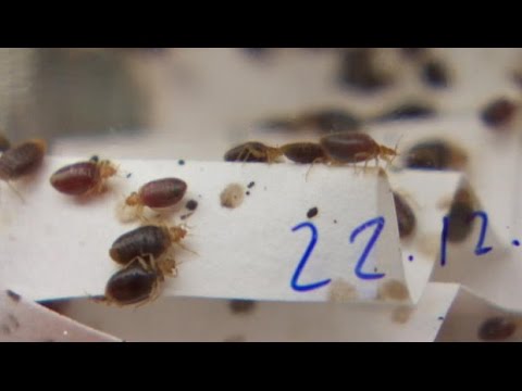 Video: Bedbug Traps: How To Do It Yourself? What Are The Pitfalls? Electronic Bug Traps