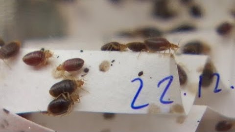 Bedbug trap invented by B.C. scientists