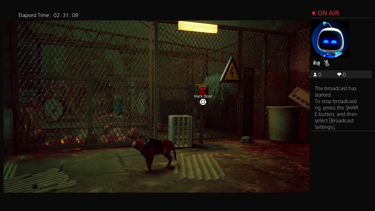 STRAY CAT MEOW LIVESTREAM