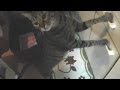 けしからん猫の乳首カメラ。Jumping cat is crazy about nipple camera