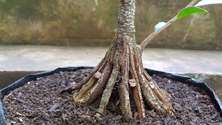 Adding Fractions to Ficus Microcarpa Bonsai Materials by Ato Craft 657 views 11 months ago 3 minutes, 21 seconds