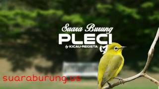 Burung Pleci Gacor Suara Pleci Durasi Panjang