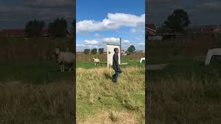 That Sheep had something to say 😭😭🤣 #funny #viral