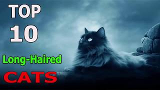 Top 10 Long - Haired Cat Breeds Top 10 Animals