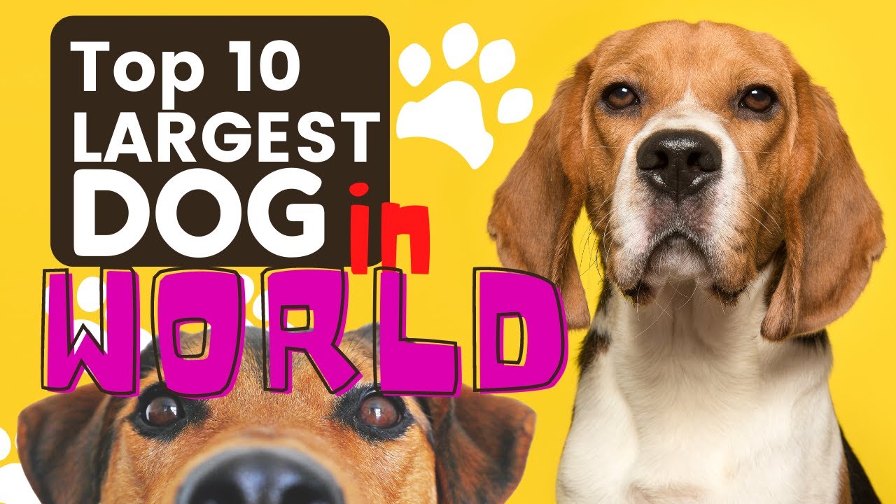 TOP 10 LARGEST DOG BREEDS IN THE WORLD YouTube top-10-largest-dog-breeds-in-the-world-youtube