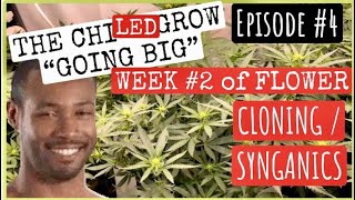 S6 E4:  Week #2 of flower!  How to clone cannabis + SYNGANICS? The ChilLED grow  2x4 grow space