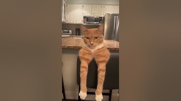 Mogger Cat #mewing #mogger #mog #viral #fyp