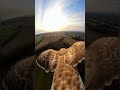 Ride With a Hunting Hawk! 😳🦅