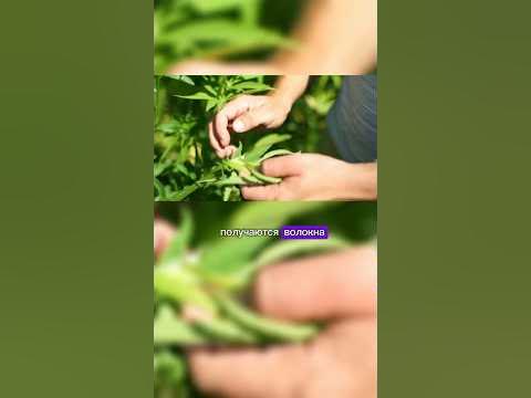 Конопля, костра, волокно #gorshkoff #конопля #арболит - YouTube