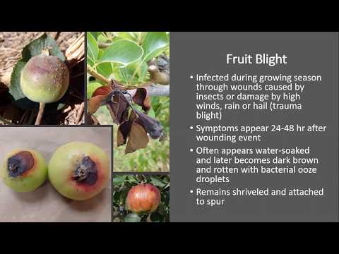 Video: Spur Blight Control - Opi hallitsemaan spurruttoa Bramblesissa