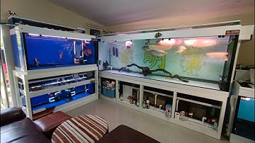 Palm สัมมากร - ล้างชุดใหญ่ 3 ชุด 5 ใบ/ ยักษ์ 1 + ใหญ่ 2 + จิ๋ว 2 ก่อนเริ่มใหม่ในเมกะโปรเจคหน้า Set 1