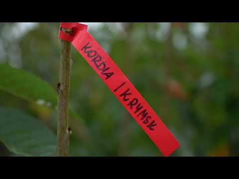 Wideo: Najlepsze odmiany czereśni dla ogrodników