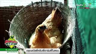 ตรัง เลี้ยงไก่ดำภูพานรายได้งาม | 29-01-61 | ตะลอนข่าวเช้านี้