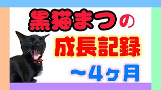 【保護猫】黒猫まつの成長記録〜生後1週間から4ヶ月まで〜【黒猫】