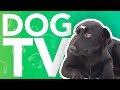 DOG TV - Virtual Dog Walk in Indonesia - Exciting Video For Dogs!