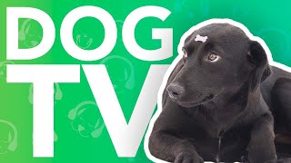 DOG TV  Virtual Dog Walk in Indonesia  Exciting Video For Dogs!