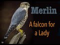 Merlin falcon taxidermy. Road killed Adult jack merlin... Art of Taxidermy