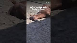 The Horse Death Toll at Churchill Downs #shortsyoutube screenshot 5