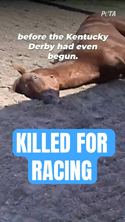Horse Deaths at Churchill Downs: A Disturbing Trend