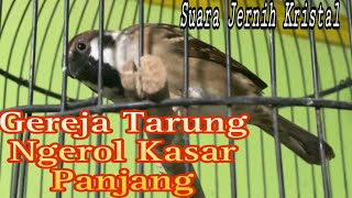 GEREJA TARUNG NGEROLL ABIS  DURASI PANJANG SUARA JERNIH